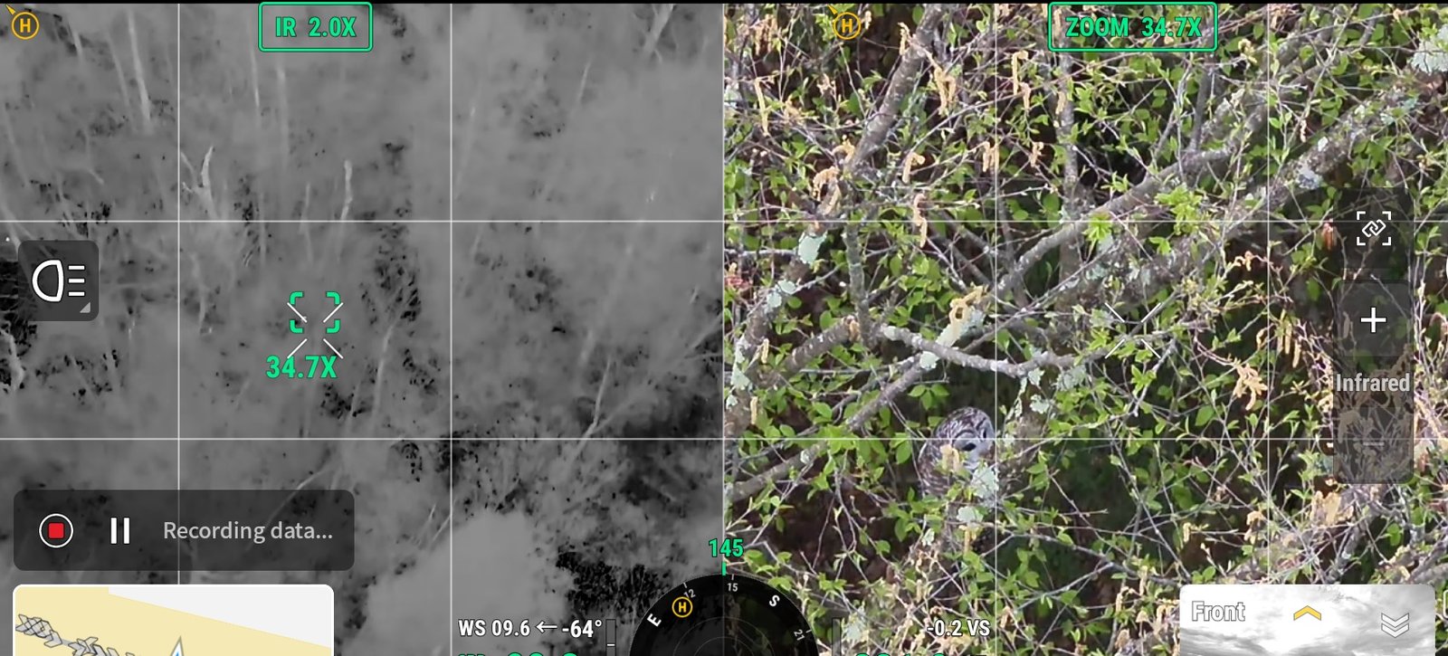 Drone controller screen with the thermal view beside the zoom camera, showing an owl hidden in tree branches